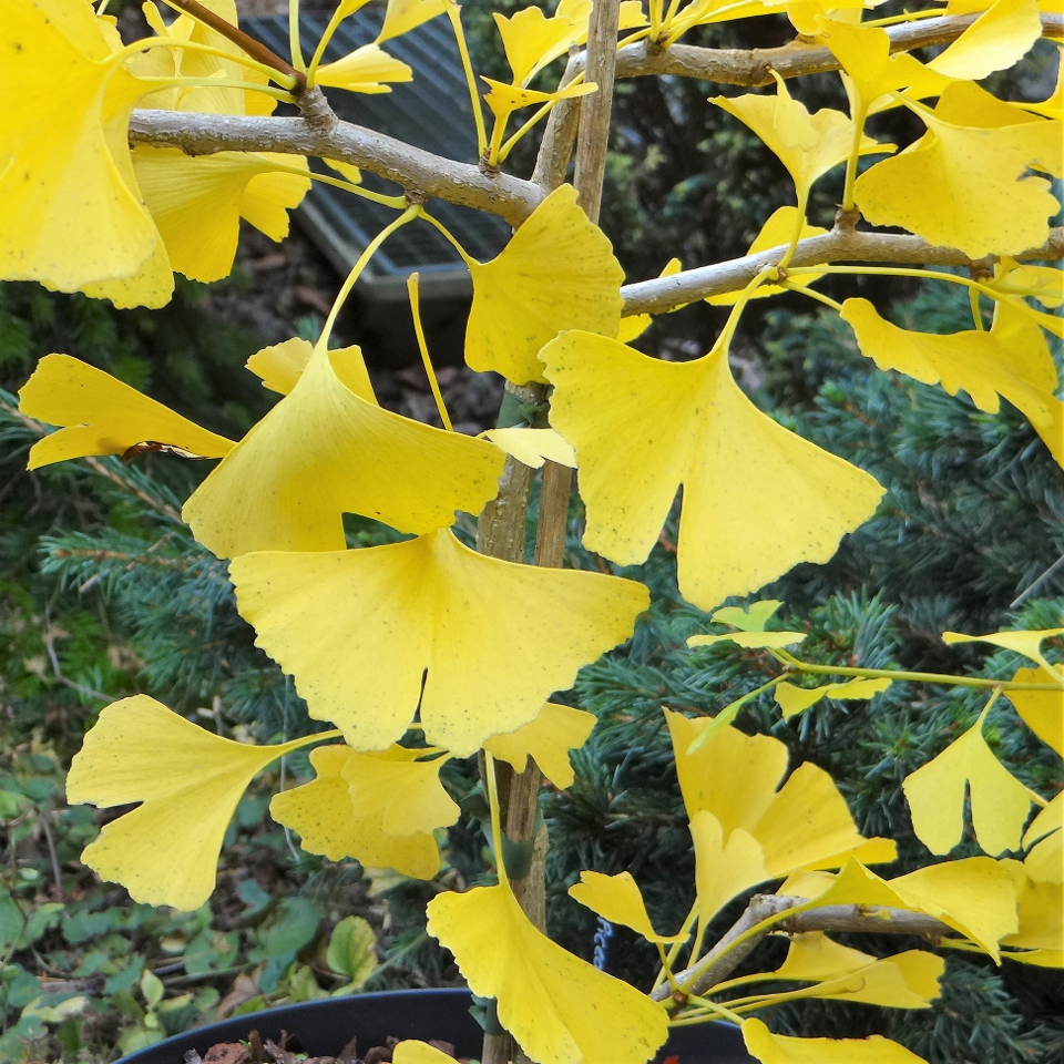 GINKGO BILOBA 40 varieties 2/2 Mundi Plantarum